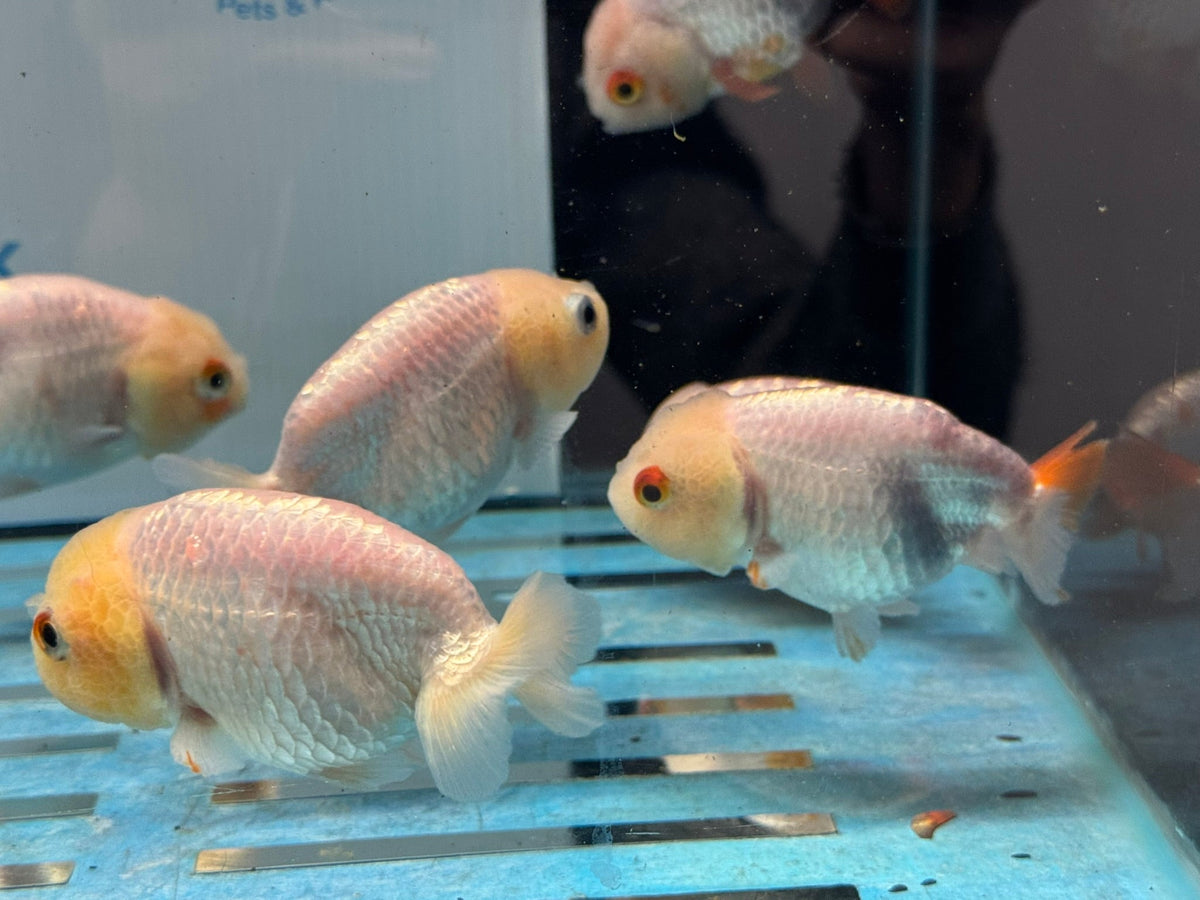 White Ranchu 8-9cm Chinese Fancy Goldfish - Newlyn-pets - Newlyn-pets - 