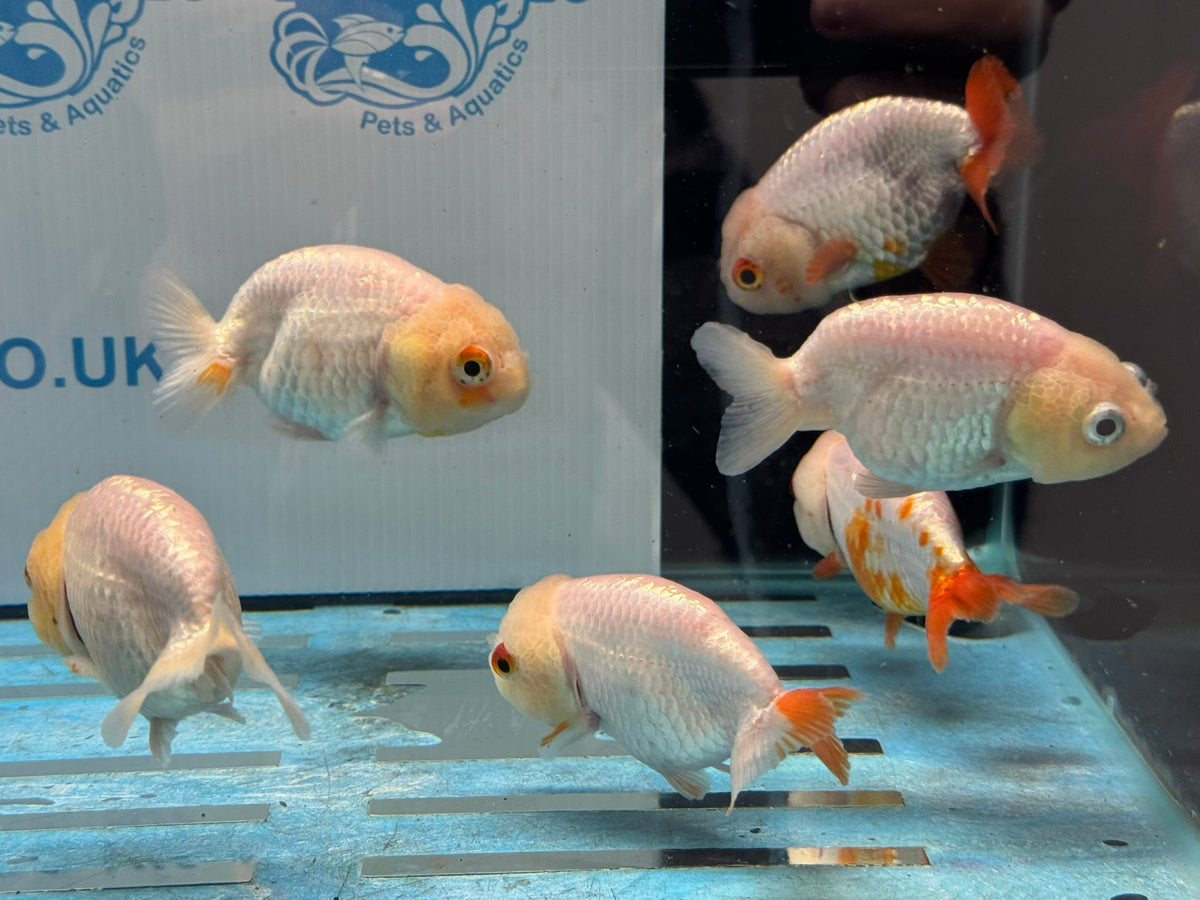 White Ranchu 8-9cm Chinese Fancy Goldfish - Newlyn-pets - Newlyn-pets - 