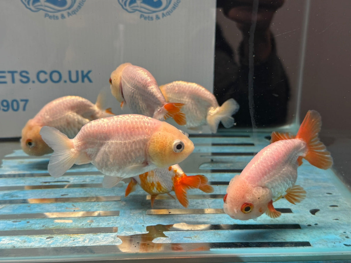 White Ranchu 8-9cm Chinese Fancy Goldfish - Newlyn-pets - Newlyn-pets - 