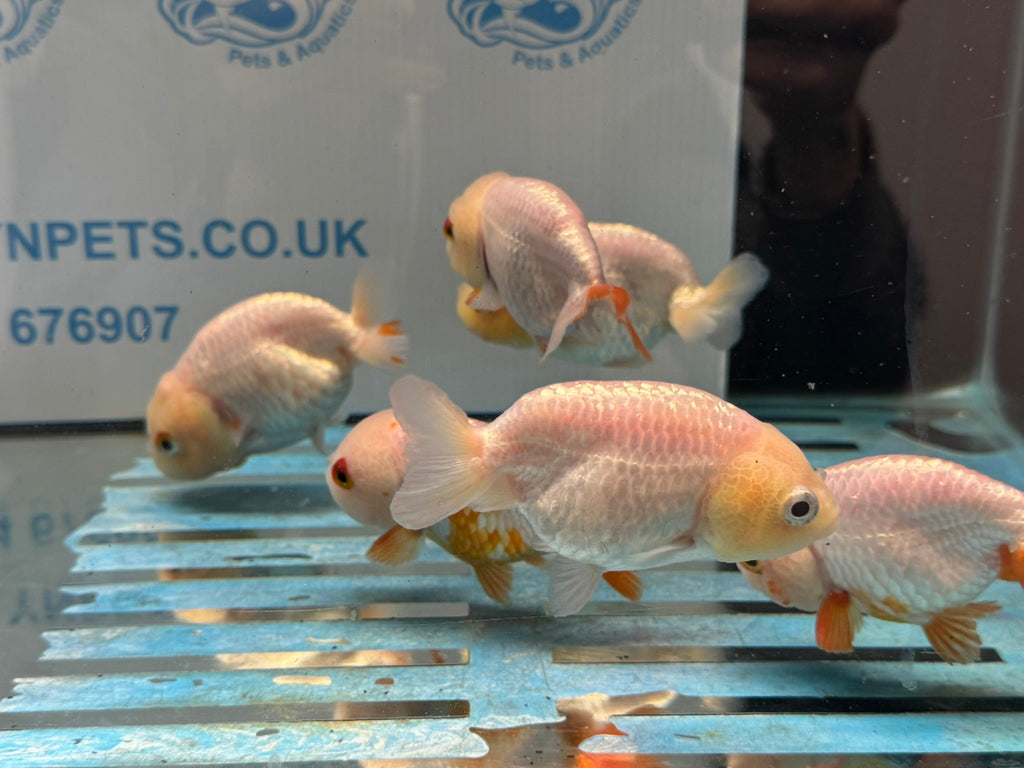 White Ranchu 8-9cm Chinese Fancy Goldfish - Newlyn-pets - Newlyn-pets - 