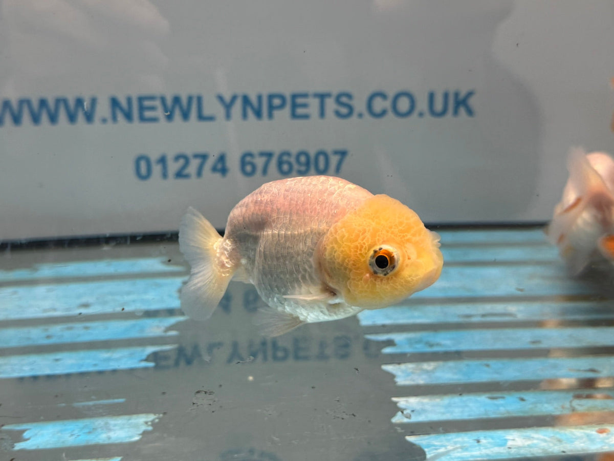 White Ranchu 8-9cm Chinese Fancy Goldfish - Newlyn-pets - Newlyn-pets - 