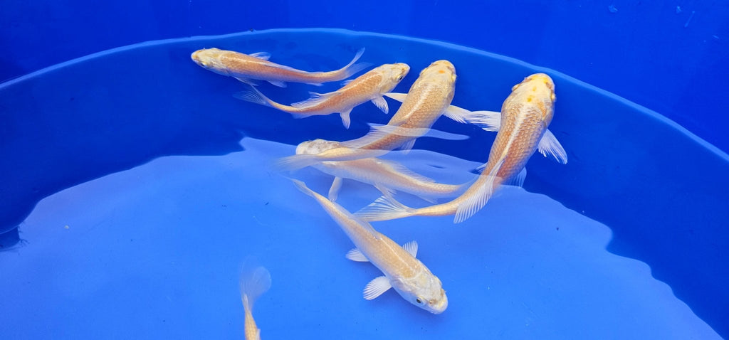 Yamabuki Japanese Koi 10 - 14cm - Newlyn - pets - MARUDO - 