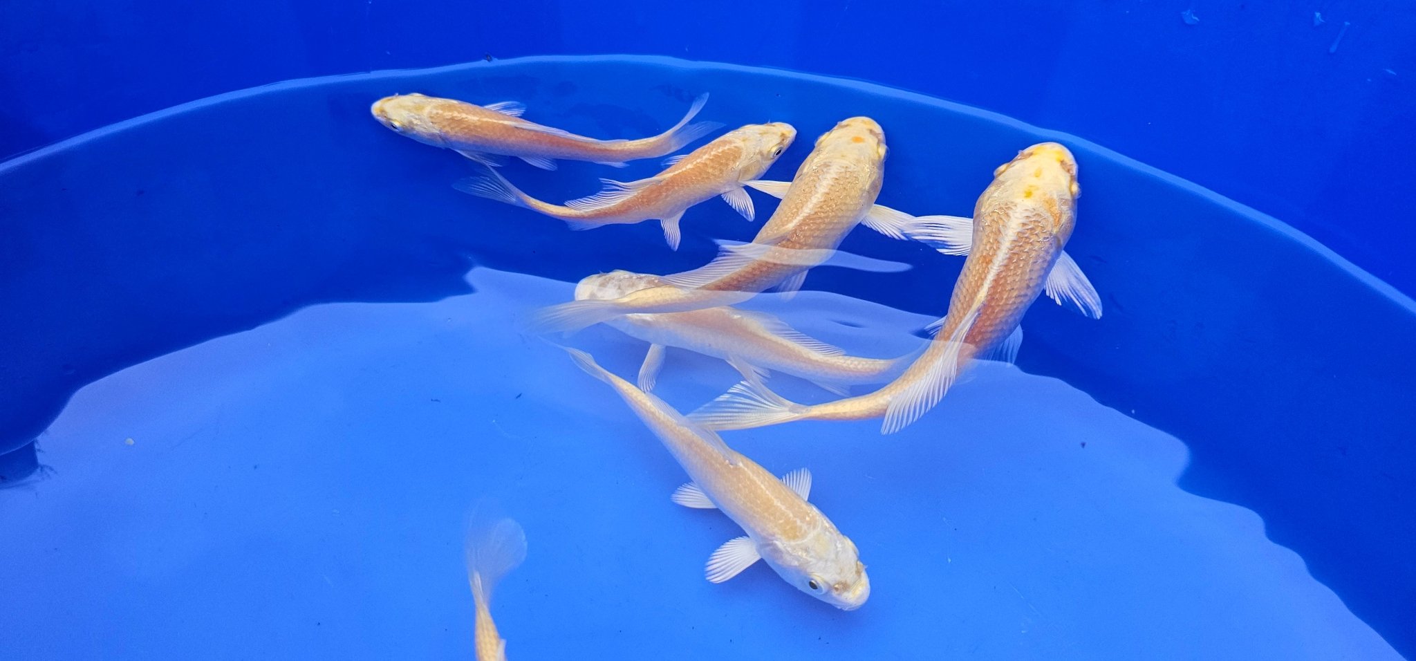 Yamabuki Japanese Koi 10 - 14cm - Newlyn - pets - MARUDO - 