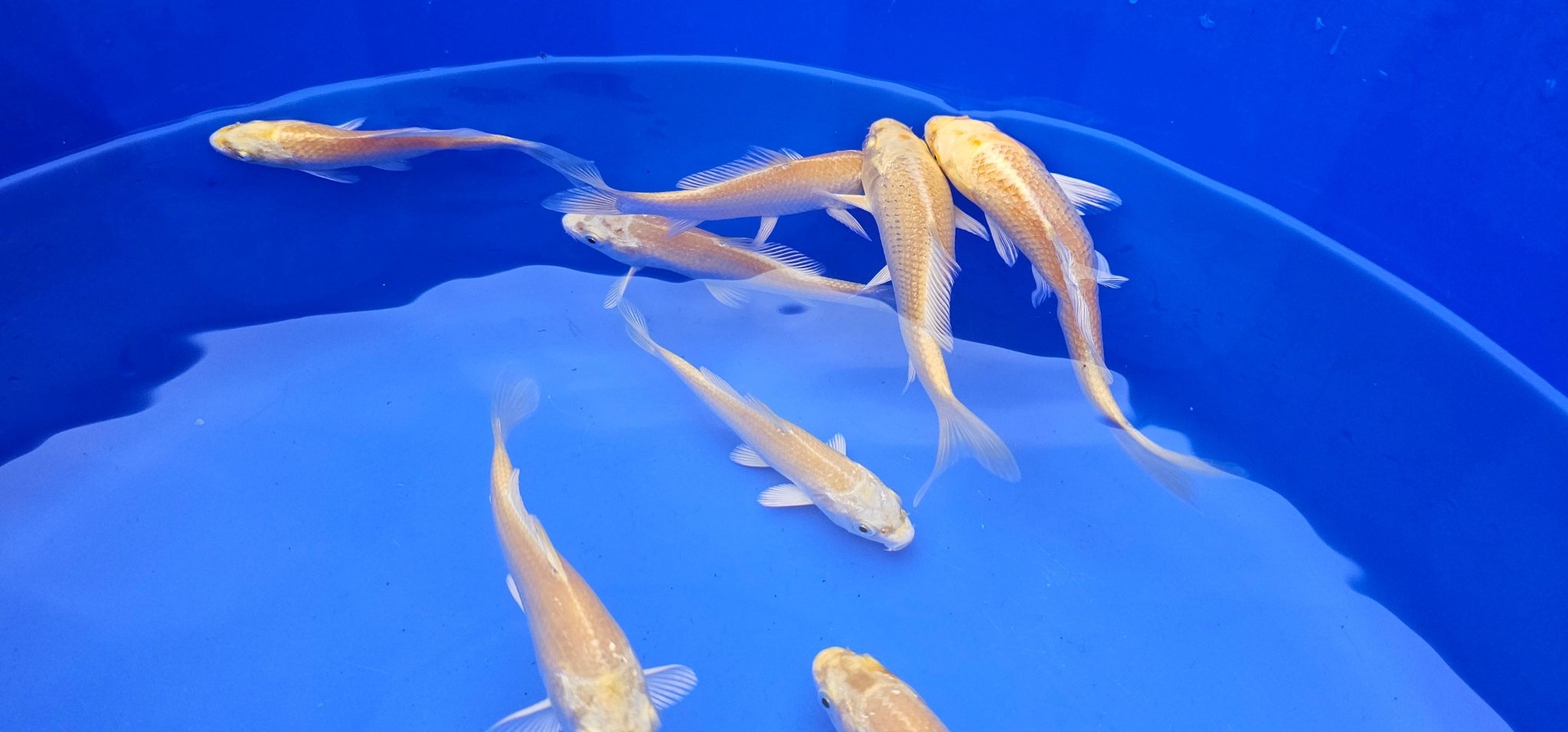 Yamabuki Japanese Koi 10 - 14cm - Newlyn - pets - MARUDO - 
