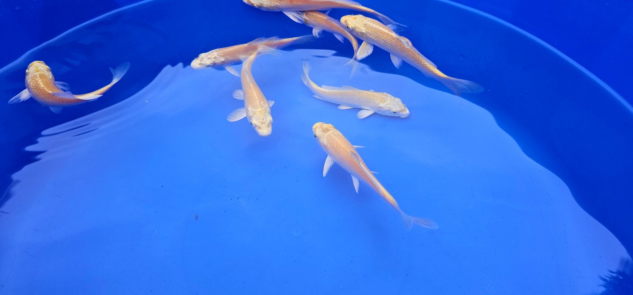 Yamabuki Japanese Koi 10 - 14cm - Newlyn - pets - MARUDO - 
