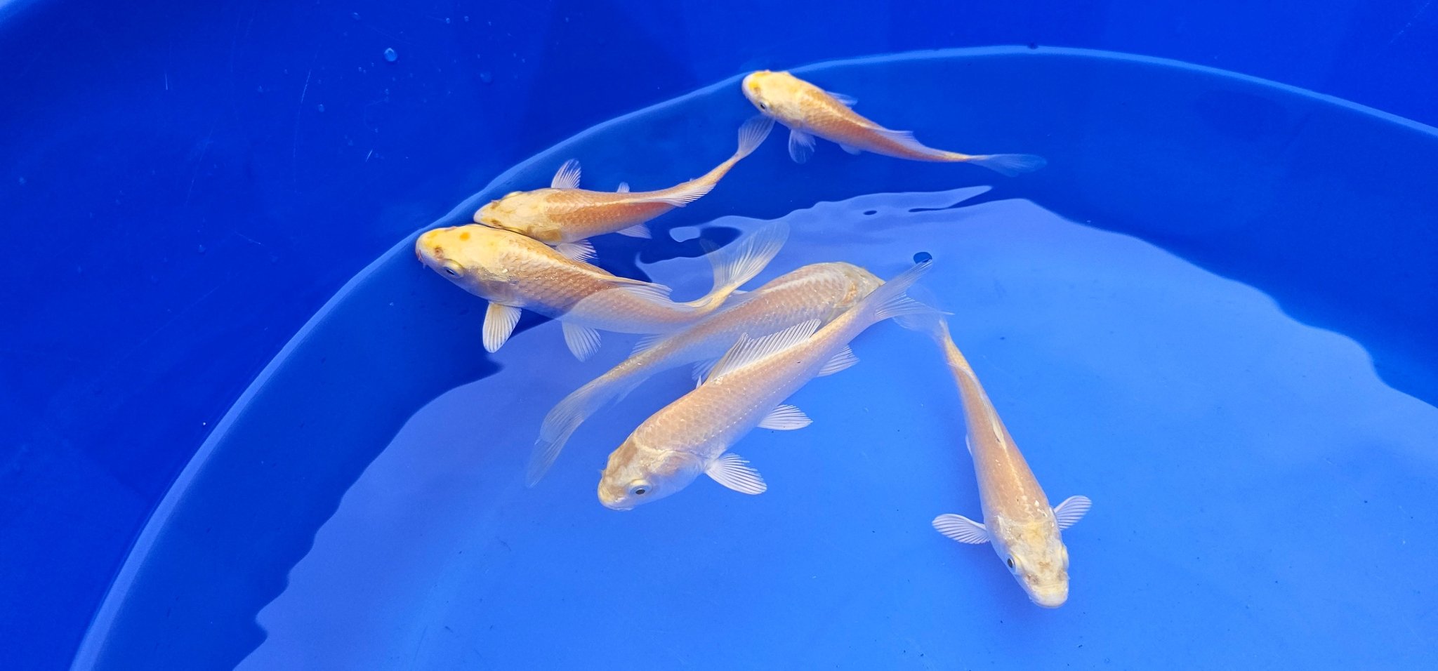 Yamabuki Japanese Koi 10 - 14cm - Newlyn - pets - MARUDO - 