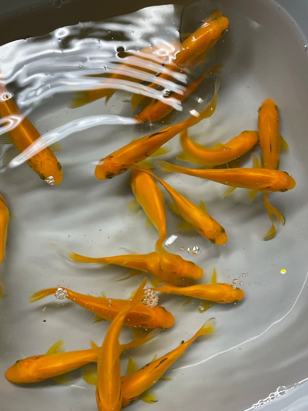 Yellow Goldfish (Yellow Comet) 2 - 3" (Picked at random) (TF P6b) - Newlyn - pets - Newlyn - pets - 