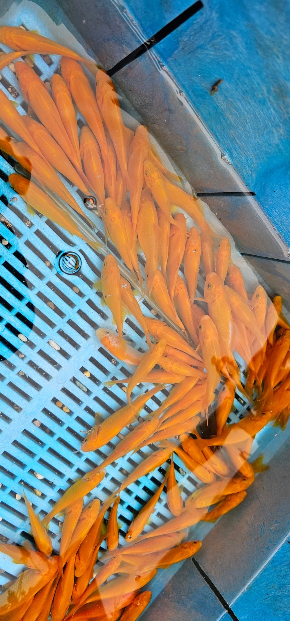 Yellow Goldfish (Yellow Comet) 3 - 4" (Picked at random) - Newlyn - pets - Newlyn - pets - 