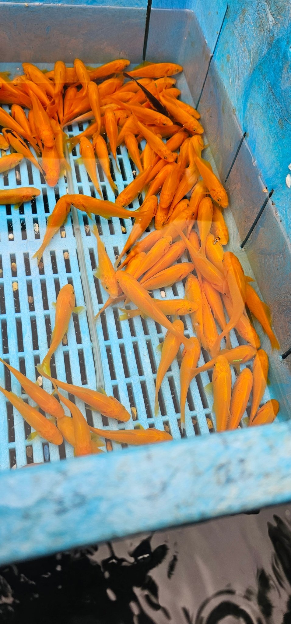Yellow Goldfish (Yellow Comet) 3 - 4" (Picked at random) - Newlyn - pets - Newlyn - pets - 