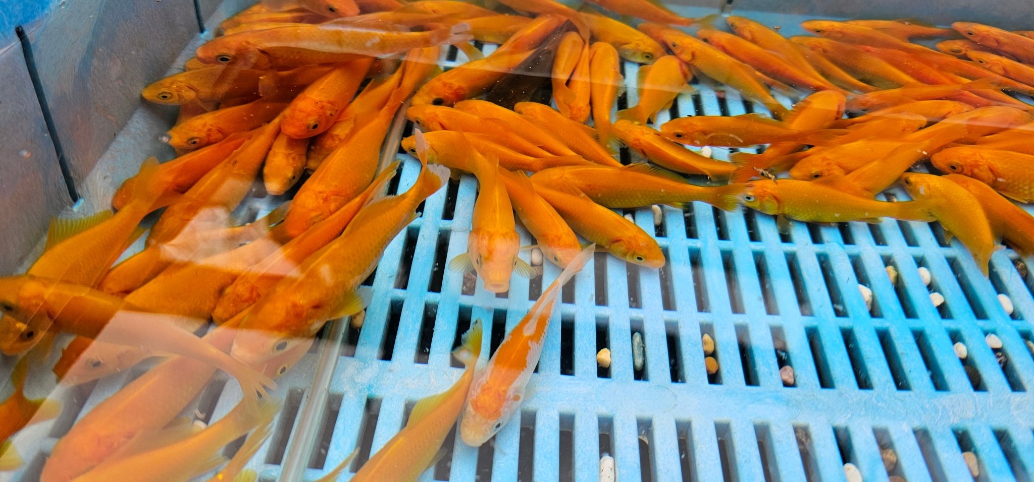 Yellow Goldfish (Yellow Comet) 3 - 4" (Picked at random) - Newlyn - pets - Newlyn - pets - 