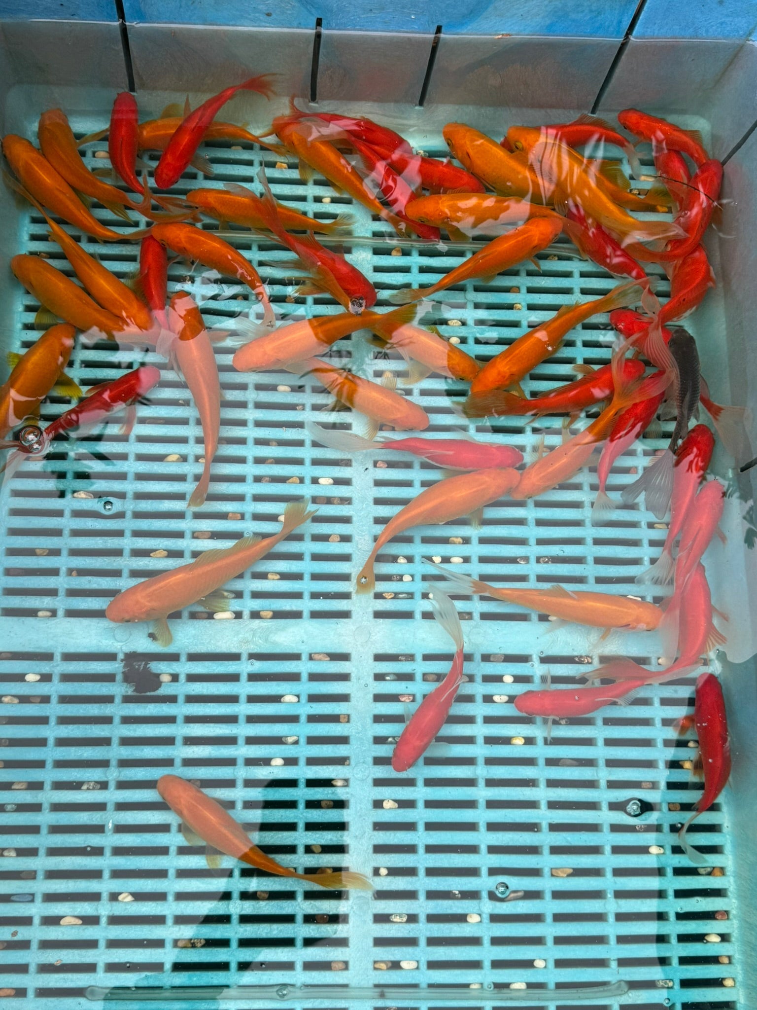 Yellow Goldfish (Yellow Comet) 4 - 5" (Picked at random) - Newlyn - pets - Newlyn - pets - 