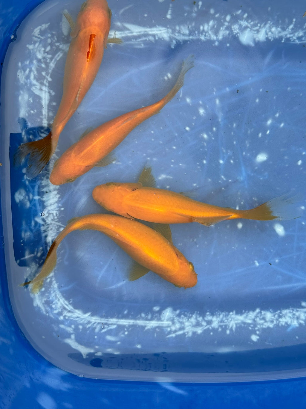 Yellow Goldfish (Yellow Comet) 4 - 5" (Picked at random) - Newlyn - pets - Newlyn - pets - 