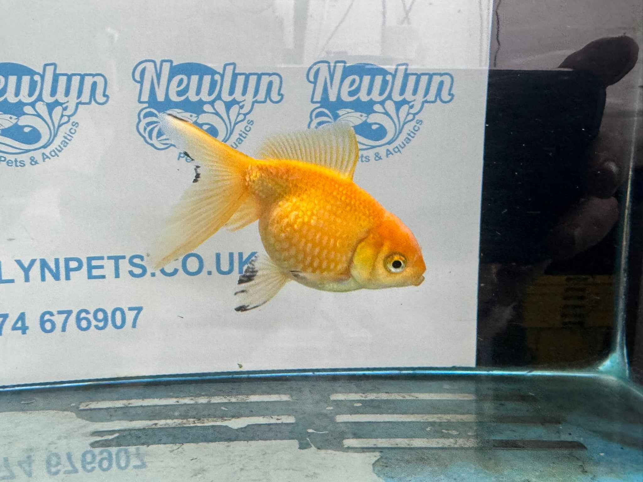 Yellow Pearlscale 10 - 11cm Fancy Goldfish - Newlyn - pets - Newlyn - pets - 