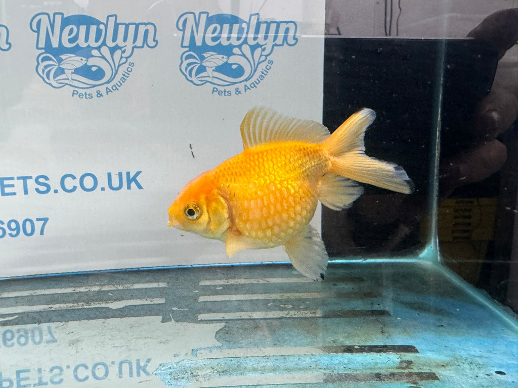 Yellow Pearlscale 10 - 11cm Fancy Goldfish - Newlyn - pets - Newlyn - pets - 