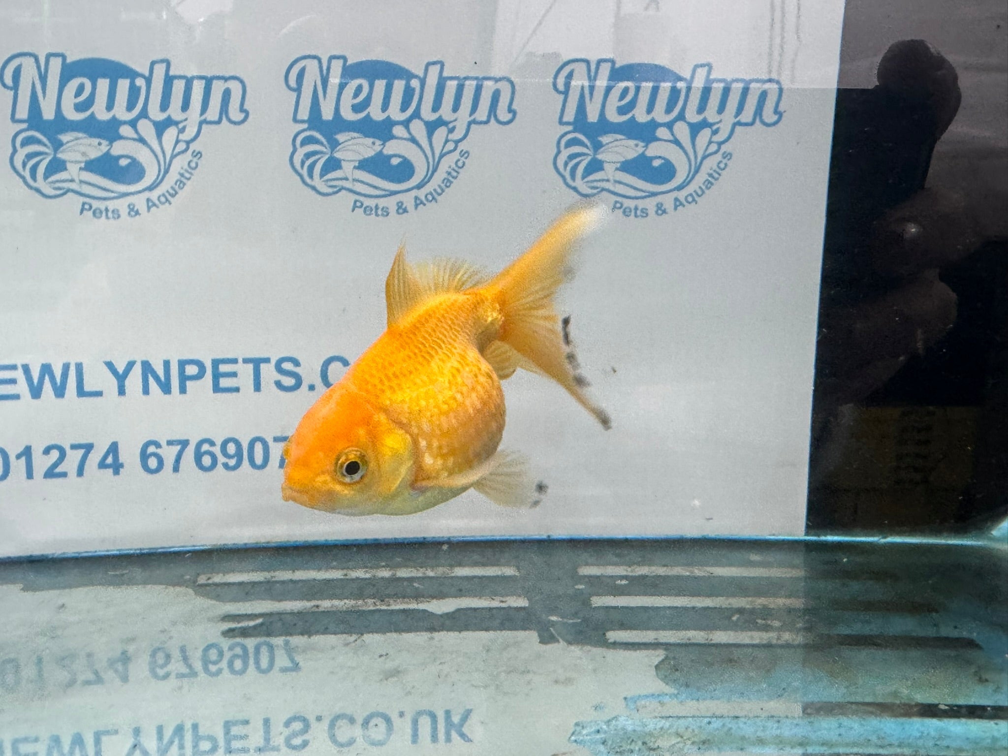 Yellow Pearlscale 10 - 11cm Fancy Goldfish - Newlyn - pets - Newlyn - pets - 