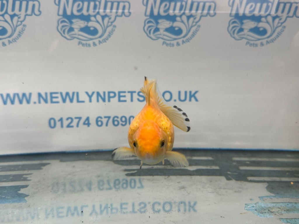 Yellow Pearlscale 10 - 11cm Fancy Goldfish - Newlyn - pets - Newlyn - pets - 