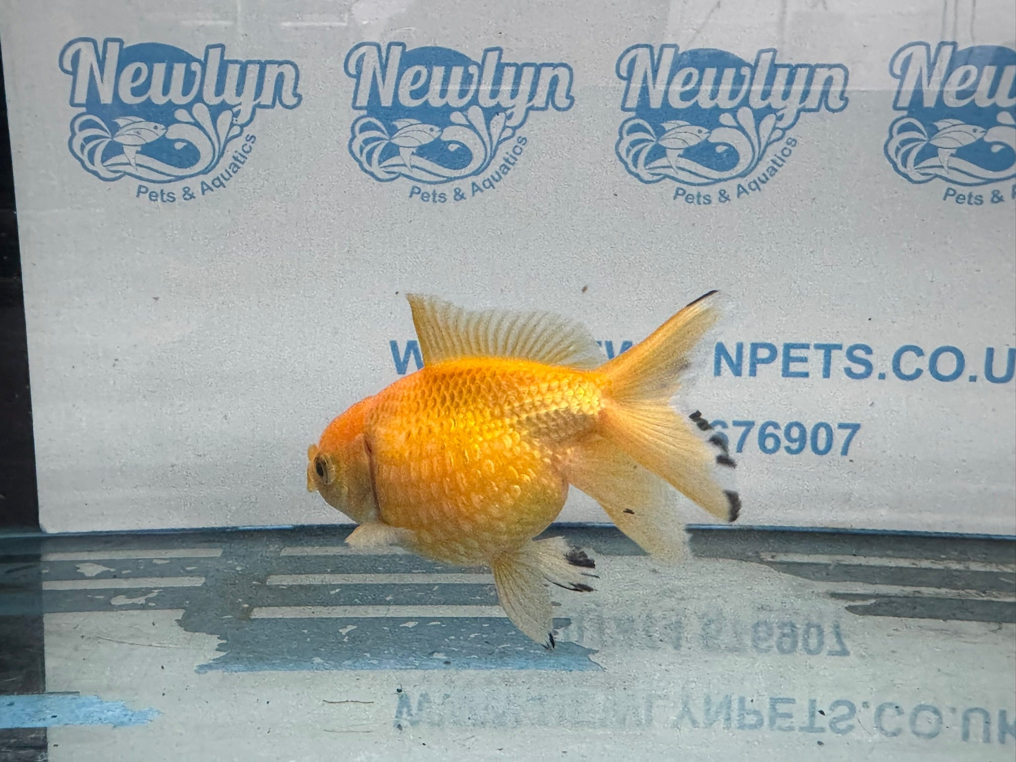 Yellow Pearlscale 10 - 11cm Fancy Goldfish - Newlyn - pets - Newlyn - pets - 