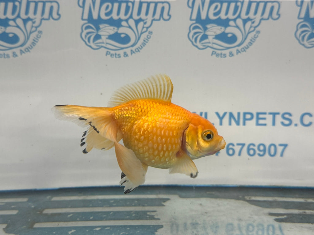 Yellow Pearlscale 10 - 11cm Fancy Goldfish - Newlyn - pets - Newlyn - pets - 