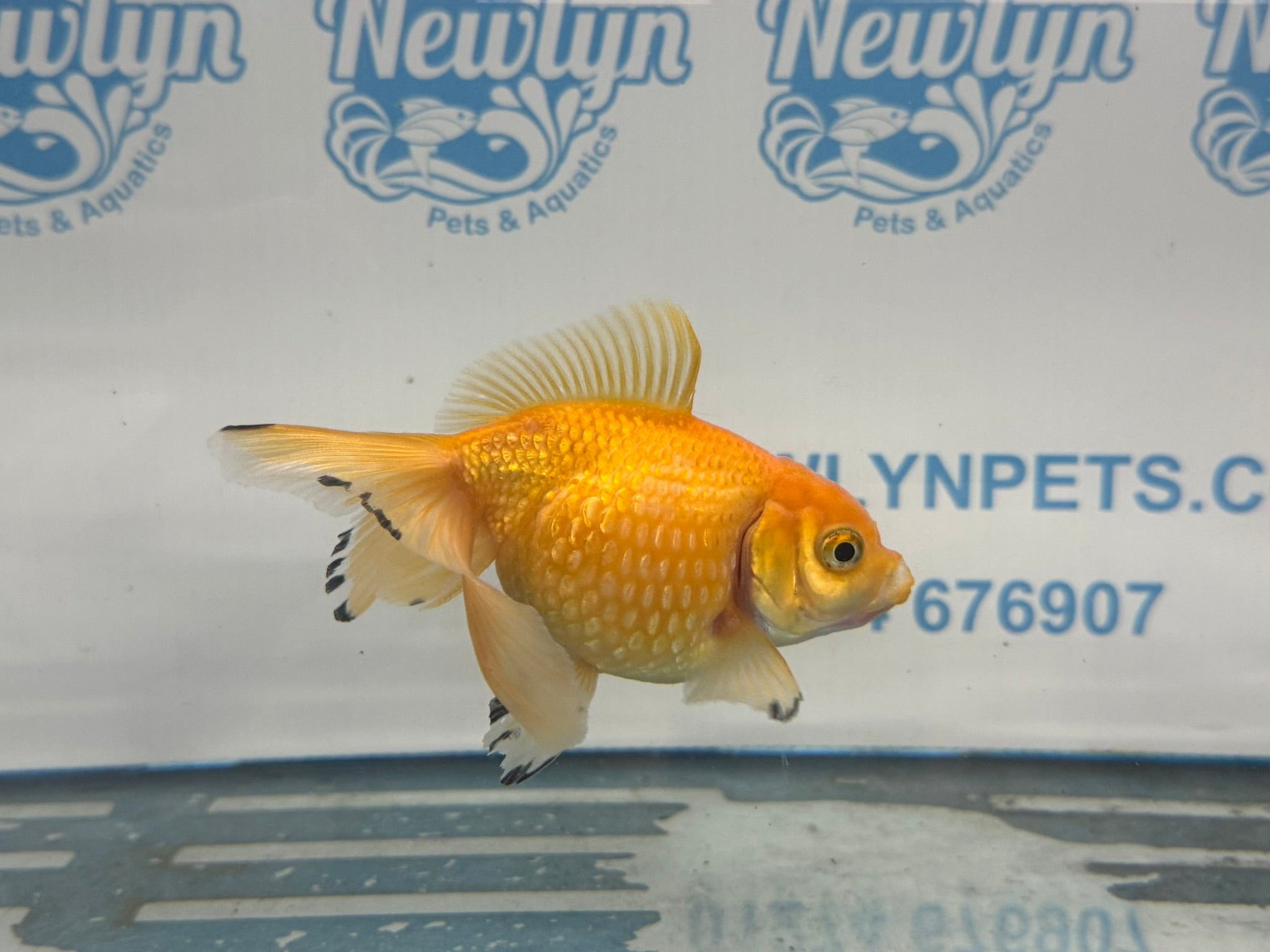 Yellow Pearlscale 10 - 11cm Fancy Goldfish - Newlyn - pets - Newlyn - pets - 