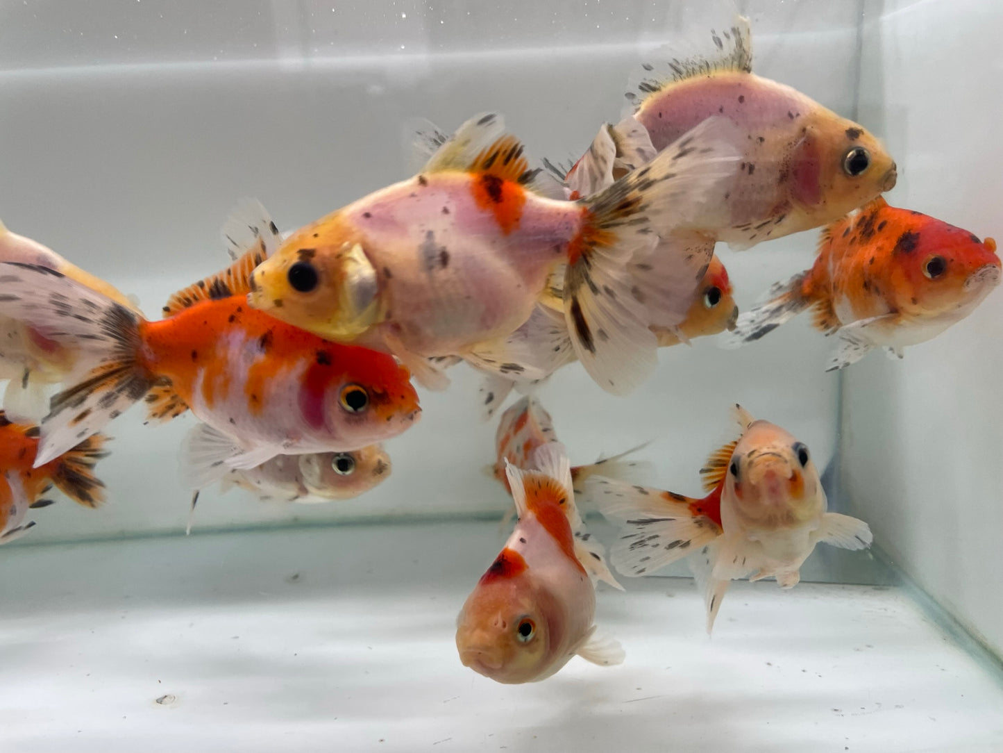 Calico Oranda 7-9cm (Picked at Random)