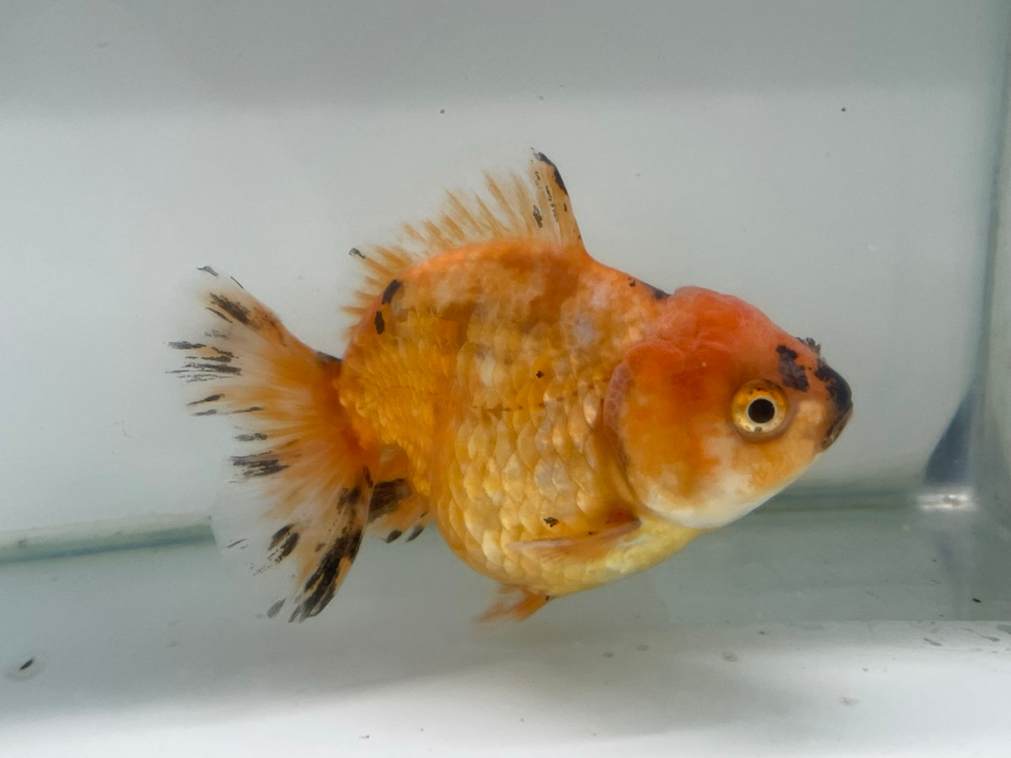 Yuan Bao Oranda 12cm (Fish in photo)