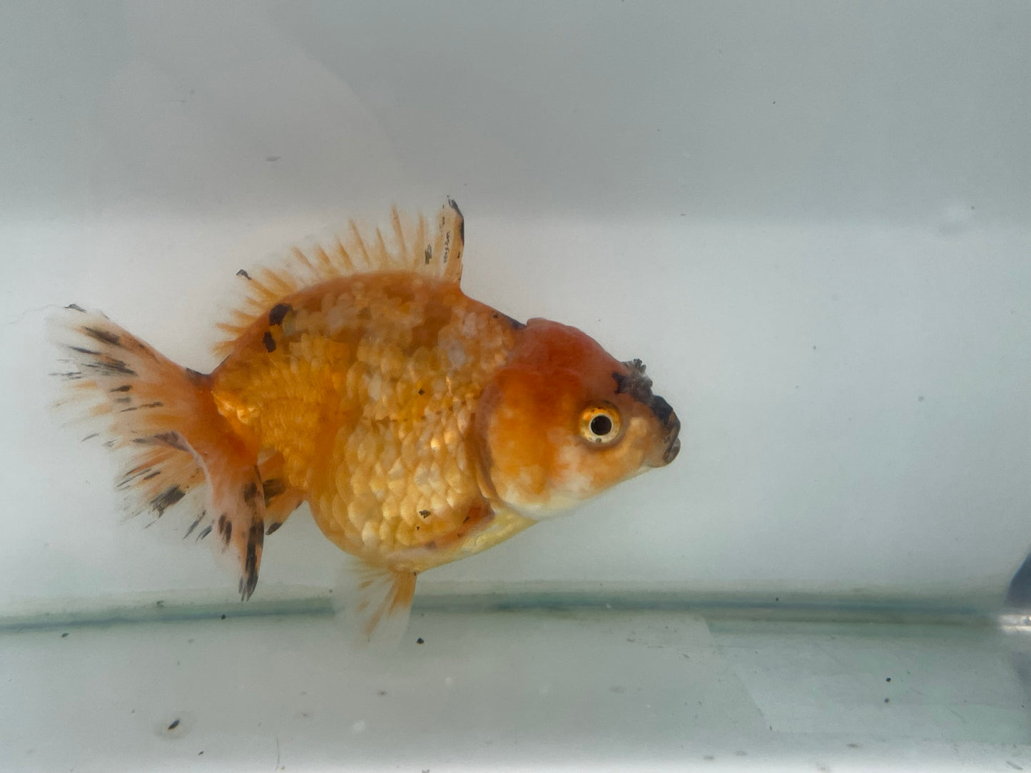 Yuan Bao Oranda 12cm (Fish in photo) BF1 D
