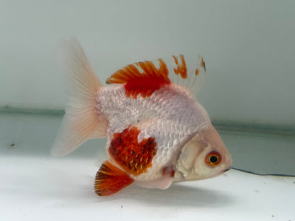 BroadTail Ryukin 10-11cm Fancy Goldfish (Fish in Picture) #7 FF1 D