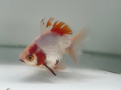 BroadTail Ryukin 10-11cm Fancy Goldfish (Fish in Picture) #7 FF1 D
