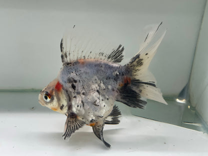 BroadTail Ryukin 13-14cm Fancy Goldfish (Fish in Picture) #12 BF2 D