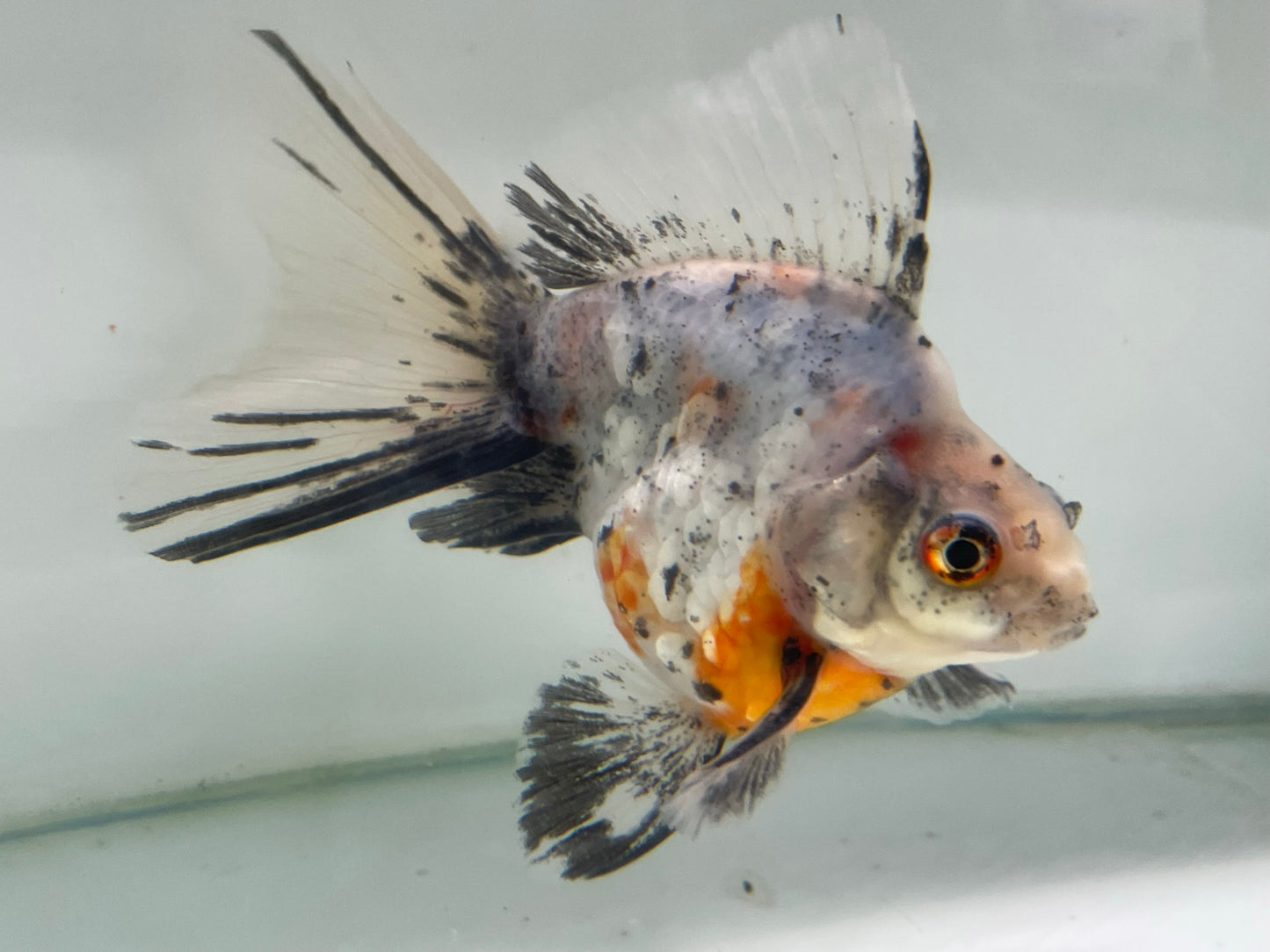 BroadTail Ryukin 13-14cm Fancy Goldfish (Fish in Picture) #12 BF2 D