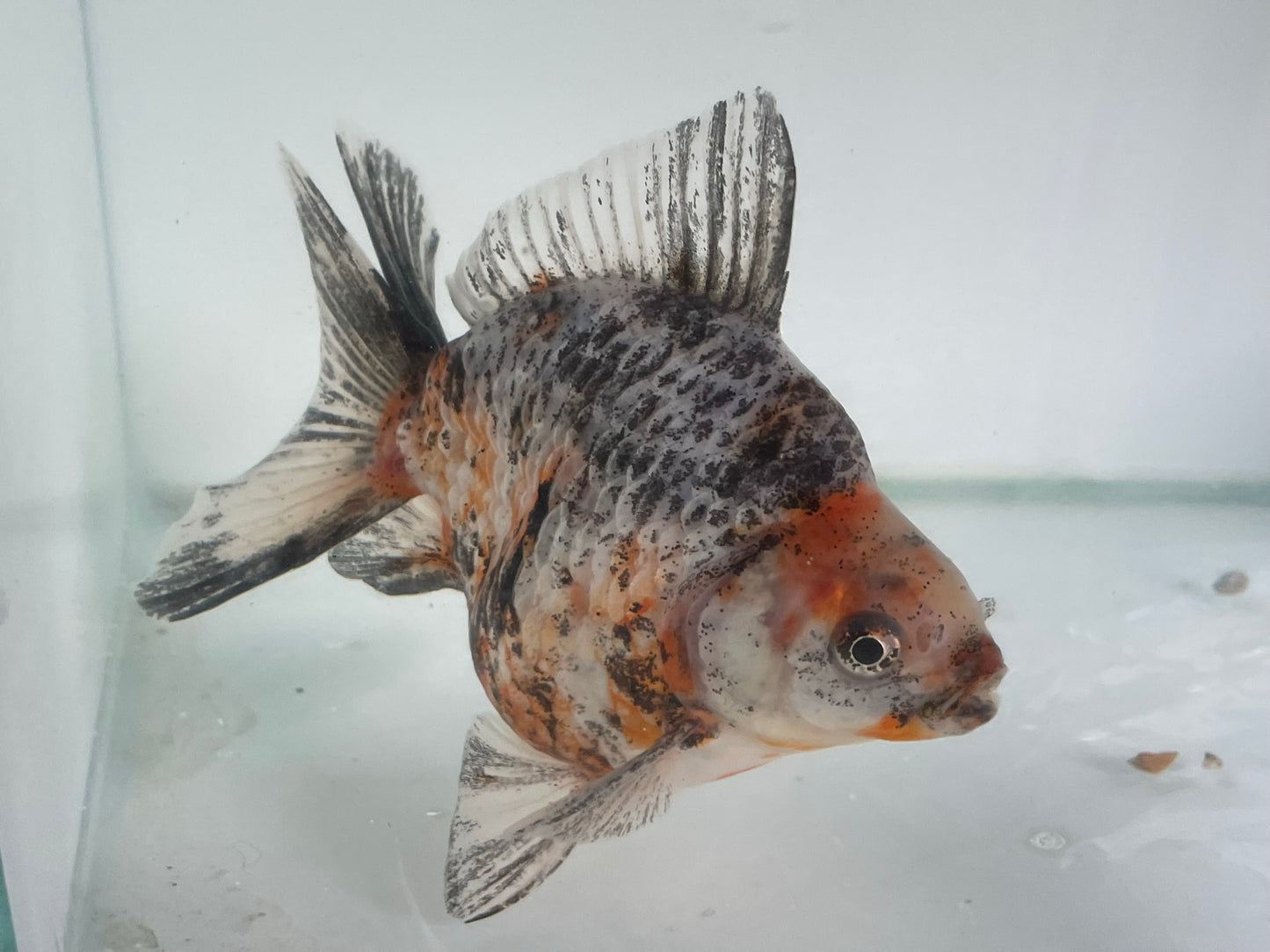 BroadTail Ryukin 12-13cm Fancy Goldfish (Fish in Picture) #18 BF2 D