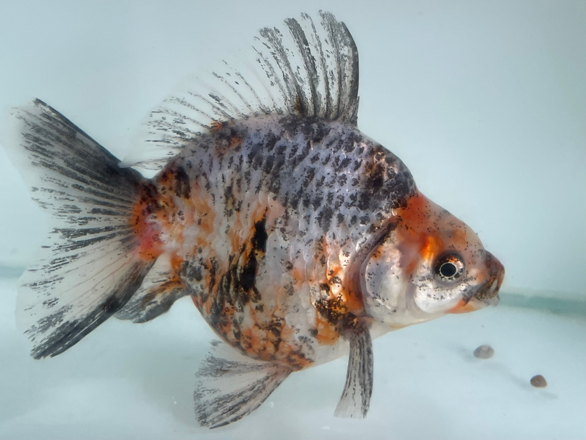 Black ryukin hot sale goldfish