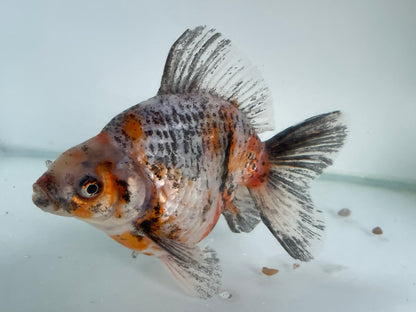 BroadTail Ryukin 12-13cm Fancy Goldfish (Fish in Picture) #18 BF2 D