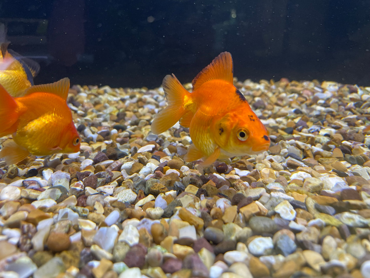 Ryukin Short Tail 7-8cm Fancy Goldfish (picked at random) BF10A D
