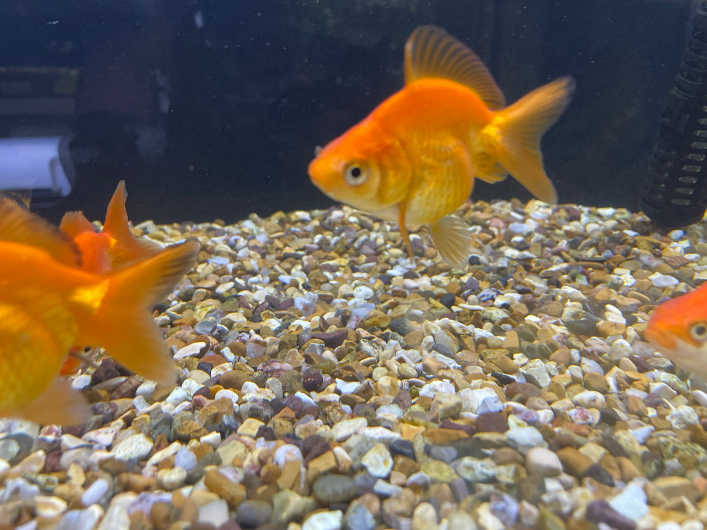Ryukin Short Tail 7-8cm Fancy Goldfish (picked at random)