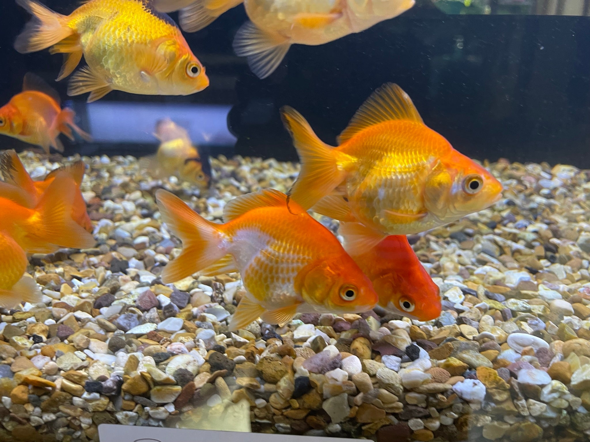 Small fancy hot sale goldfish