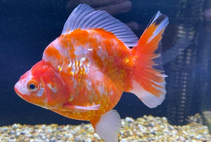 Short tailed Ryukin 12cm Fancy Goldfish (Fish in Picture) Jumbo Ryukin #1 BF2 D