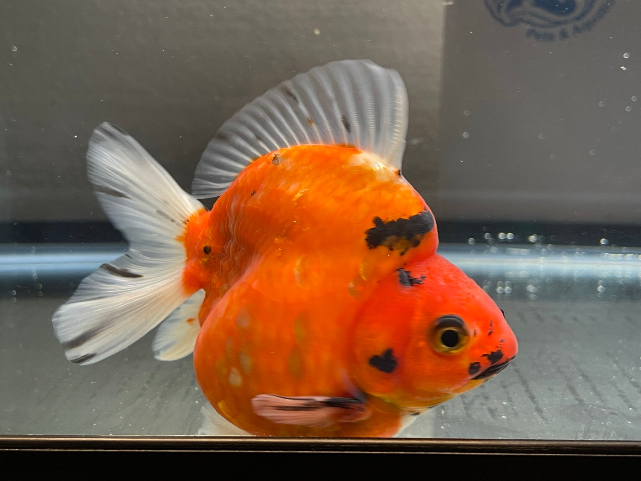 Ryukin goldfish outlet care