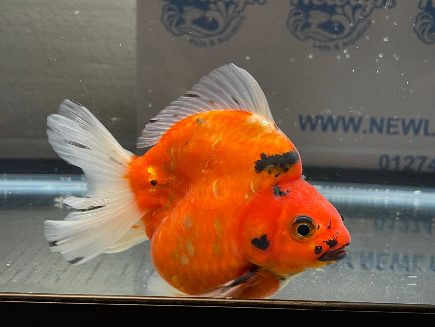 Jumbo Short Tail Ryukin 11-12cm Fancy Goldfish (Fish in Picture) #2 BF2 D