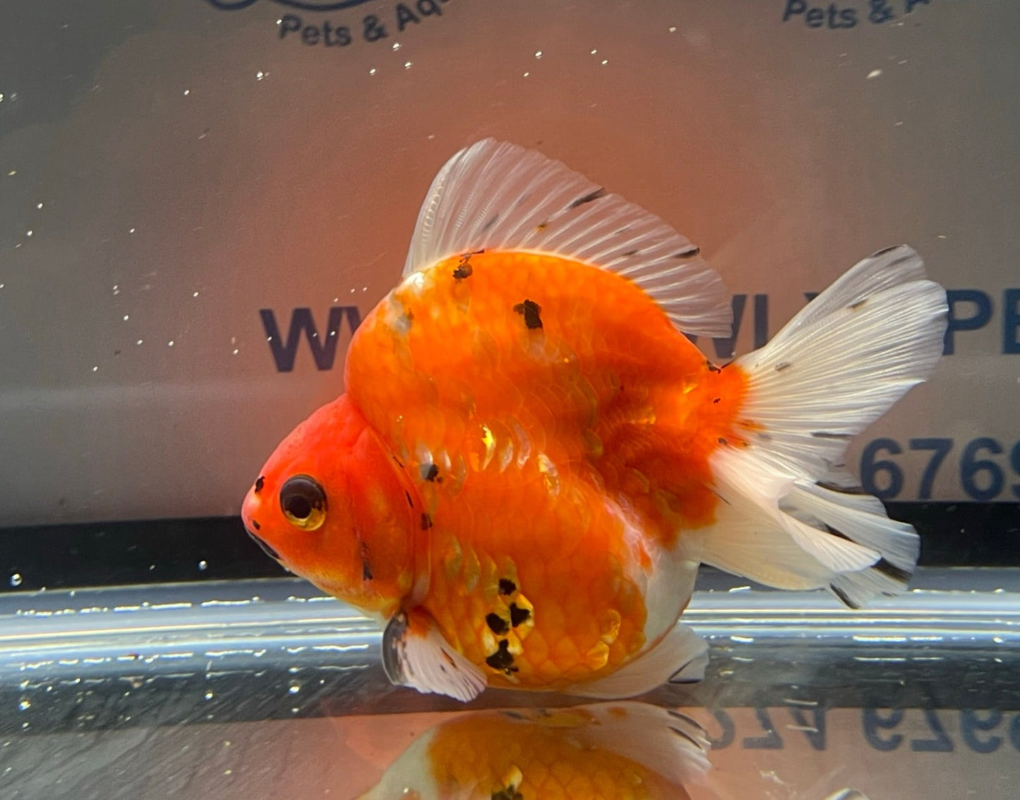 Jumbo Short Tail Ryukin 11-12cm Fancy Goldfish (Fish in Picture) #2