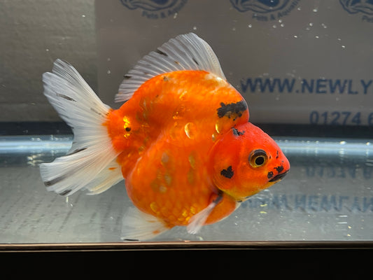 Jumbo Short Tail Ryukin 11-12cm Fancy Goldfish (Fish in Picture) #2 BF2 D