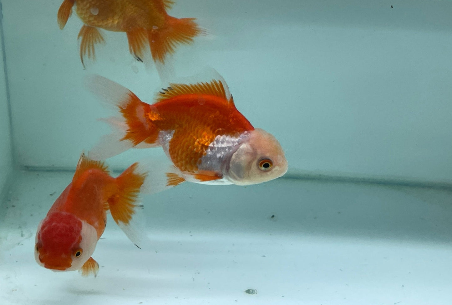 Oranda Fancy Goldfish 8-10cm (Picked at Random)