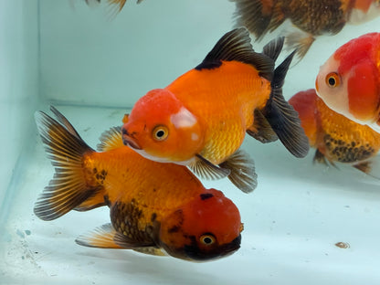 Oranda Fancy Goldfish 8-10cm (Picked at Random) TFP8 D