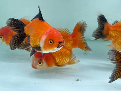 Oranda Fancy Goldfish 8-10cm (Picked at Random) TFP8 D