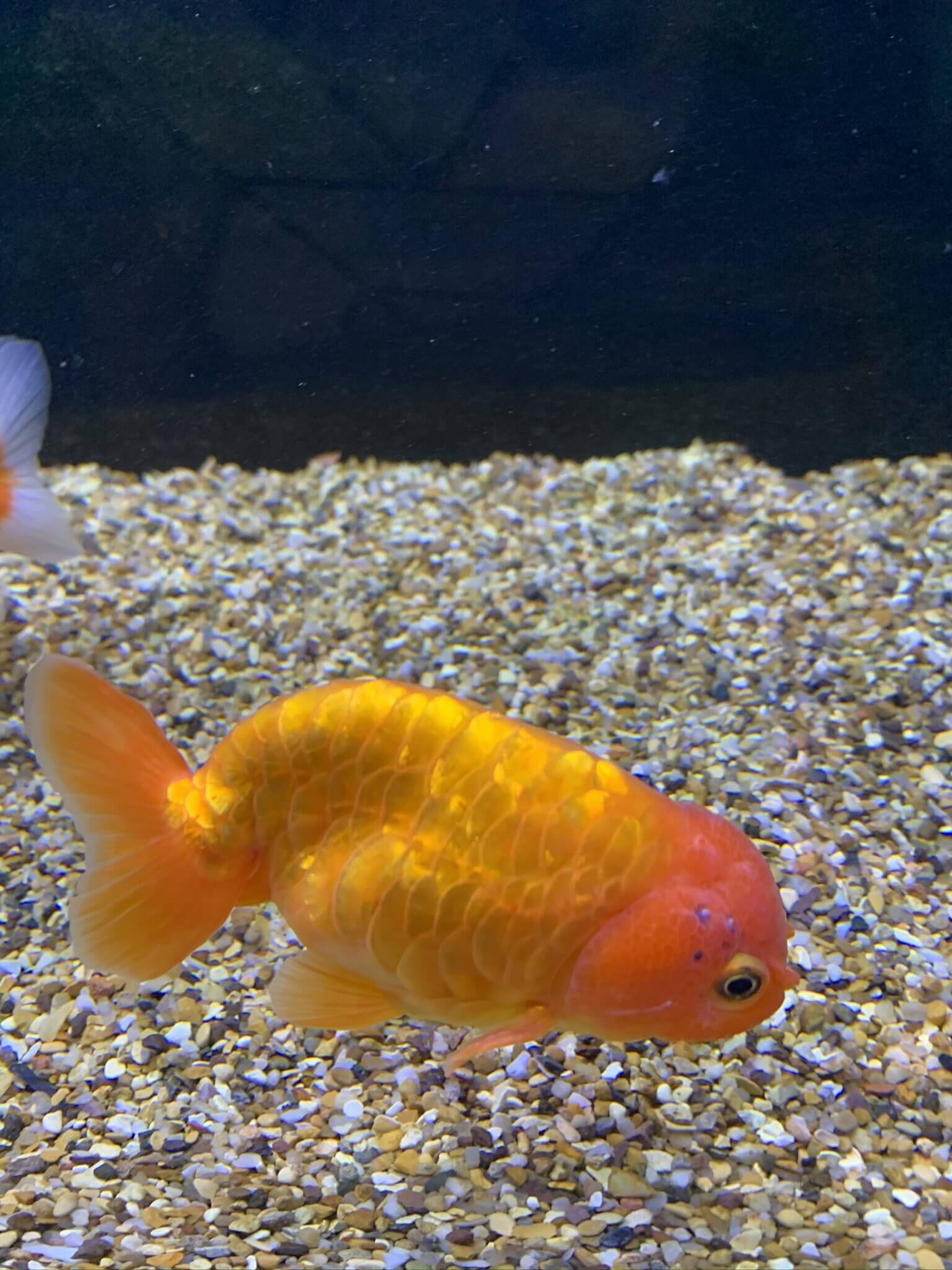 Baltic Ranchu 11cm - 12cm - Newlyn - pets - Newlyn - pets - 