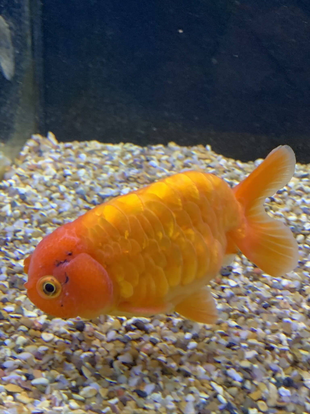 Newlyn Pets, Baltic Ranchu, Ranchu Goldfish, Dragon Ranchu,  large head, no top fin