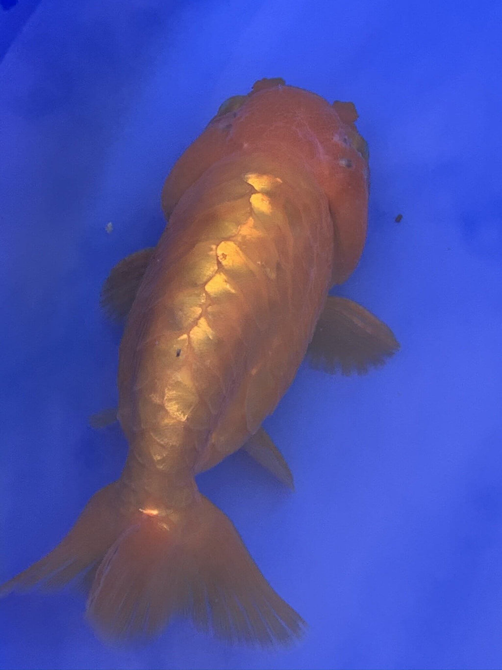 Newlyn Pets, Baltic Ranchu, Ranchu Goldfish, Dragon Ranchu,  large head, no top fin