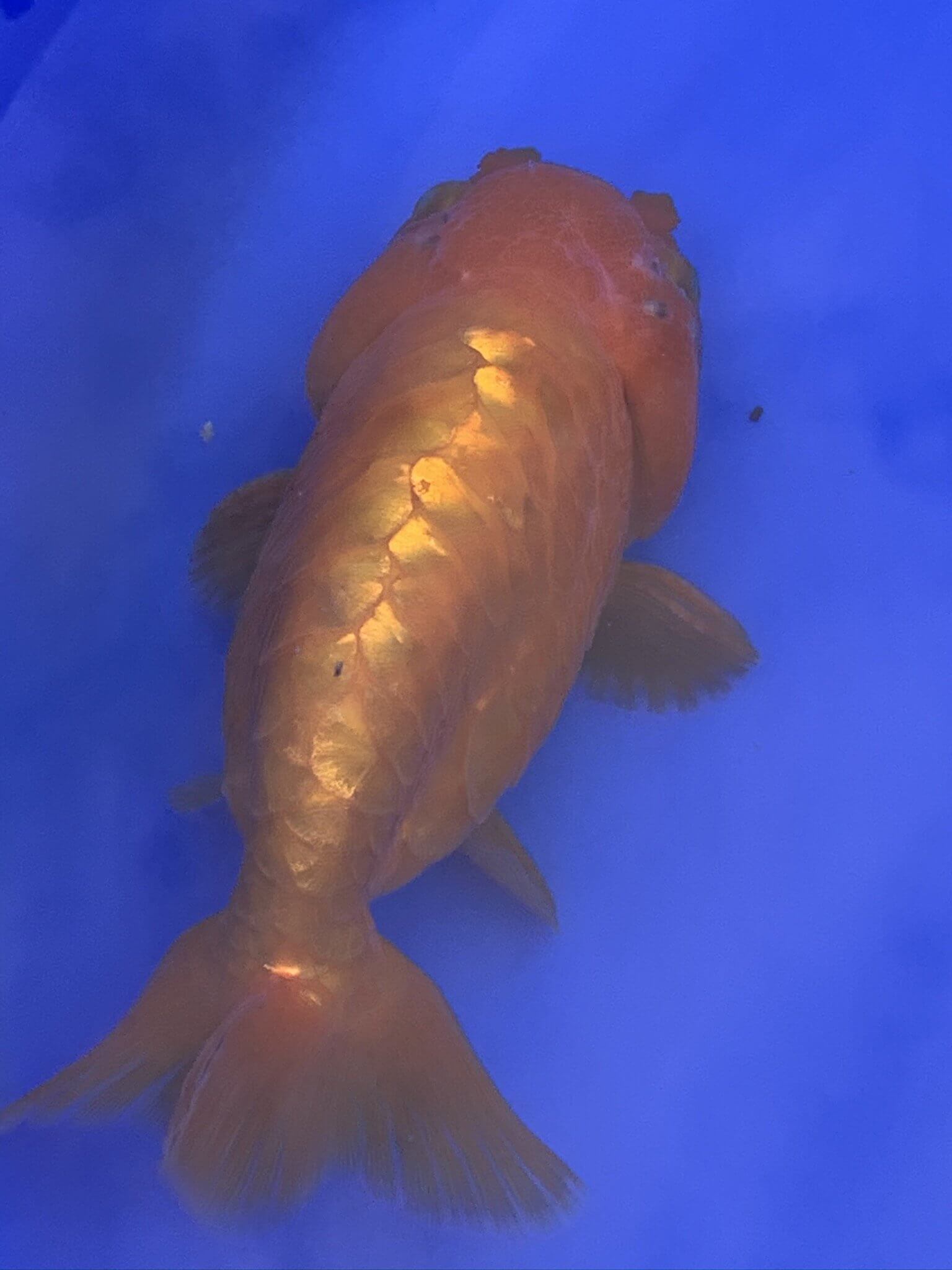 Newlyn Pets, Baltic Ranchu, Ranchu Goldfish, Dragon Ranchu,  large head, no top fin