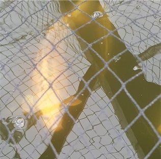 Pond Cover Net - Newlyn - pets - Pondxpert - 5060600650956