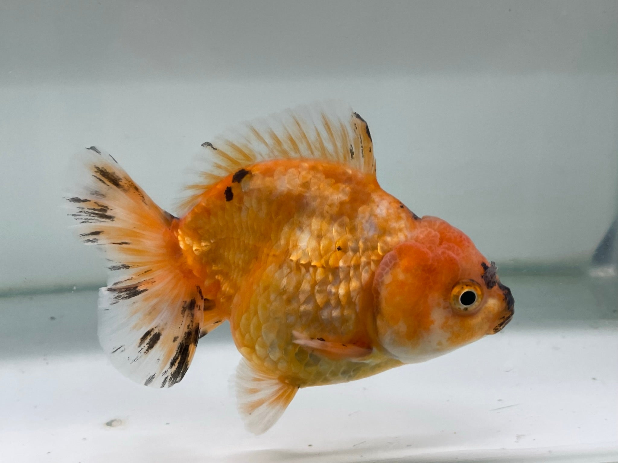 Yuan Bao Oranda 12cm (Fish in photo) - Newlyn - pets - Newlyn - pets - 